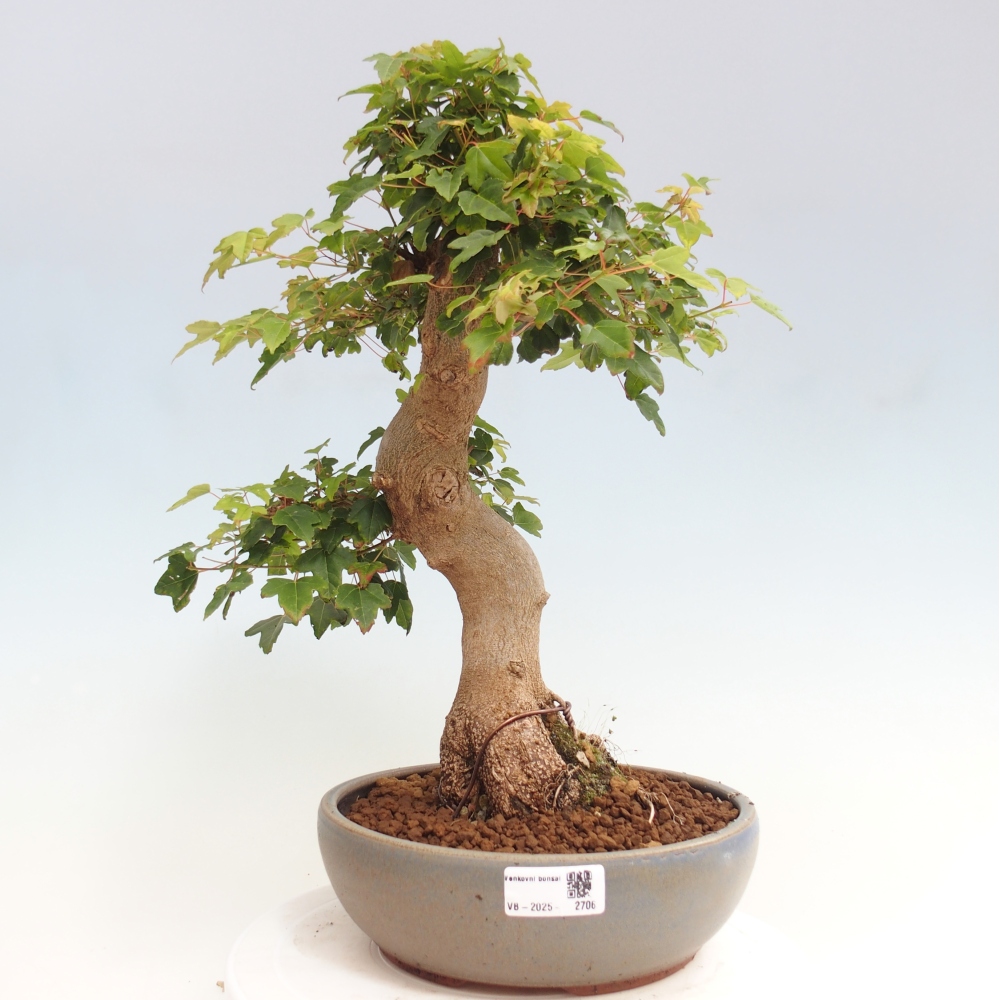 Bonsai voor buiten - Acer Buergerianum - Burgeresdoorn