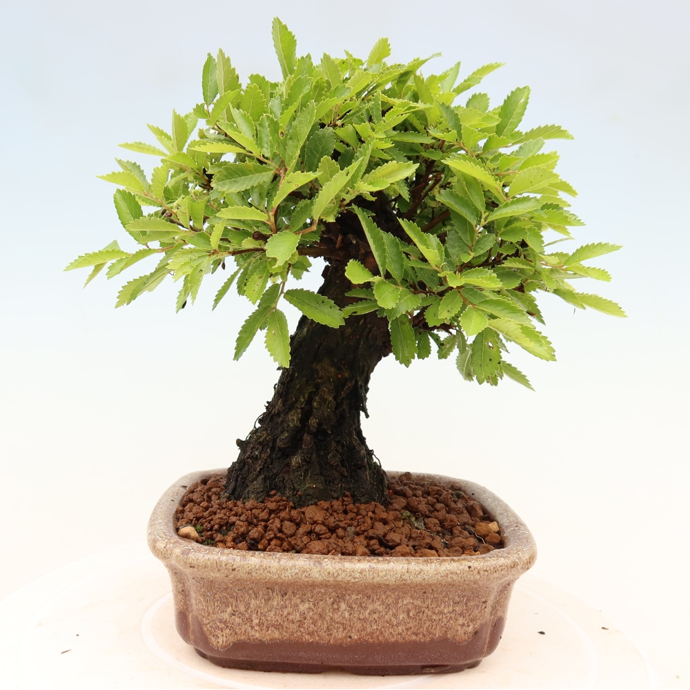 Bonsai voor buiten - Zelkova - Zelkova NIRE