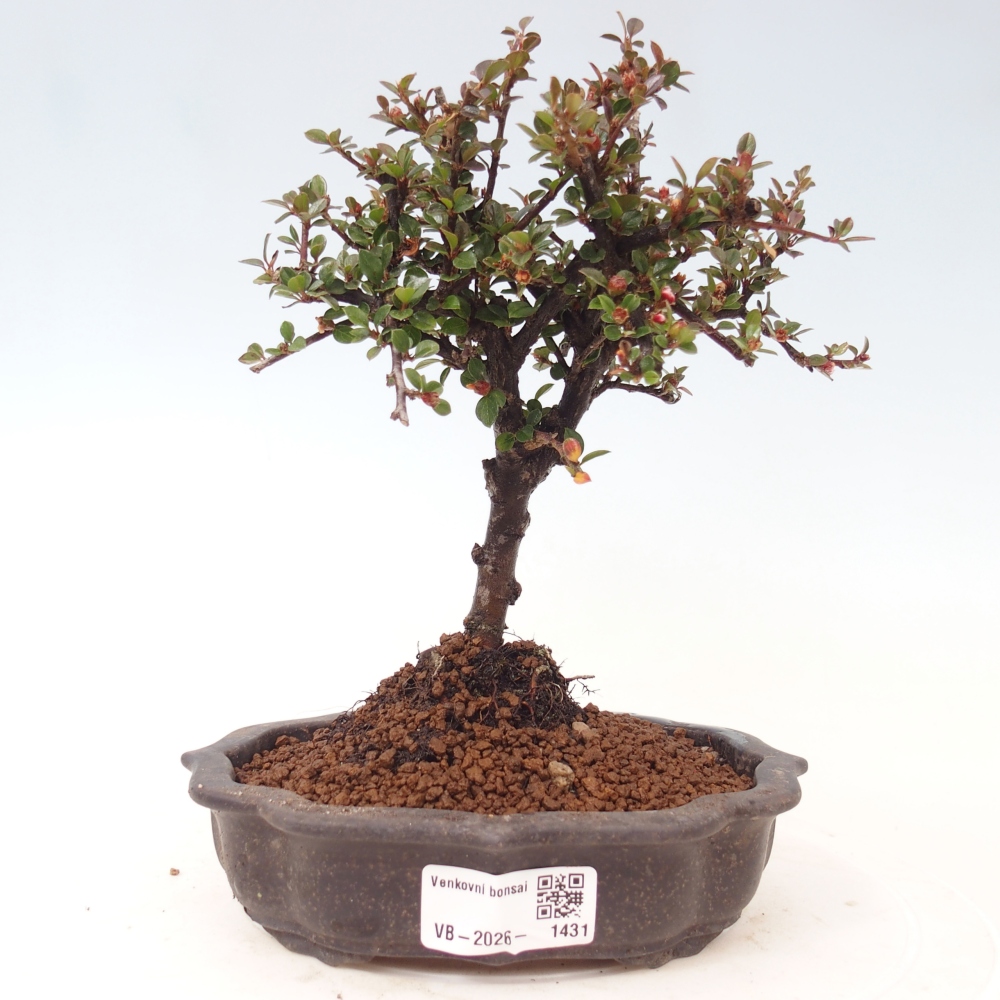 Bonsai voor buiten - Cotoneaster horizontalis - Rocky Mountain