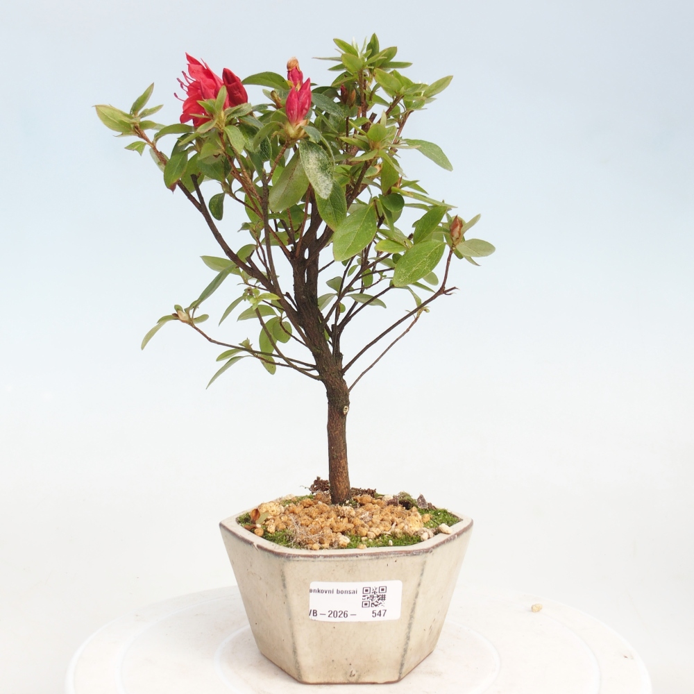 Bonsai voor buiten - Japanse azalea - Azalea sp.