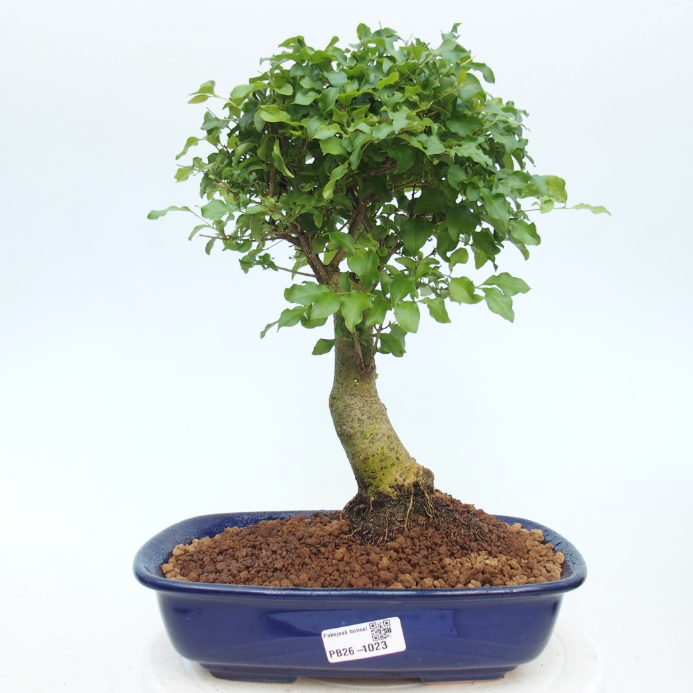 Kamerbonsai -Ligustrum chinensis - Vogelsnavel