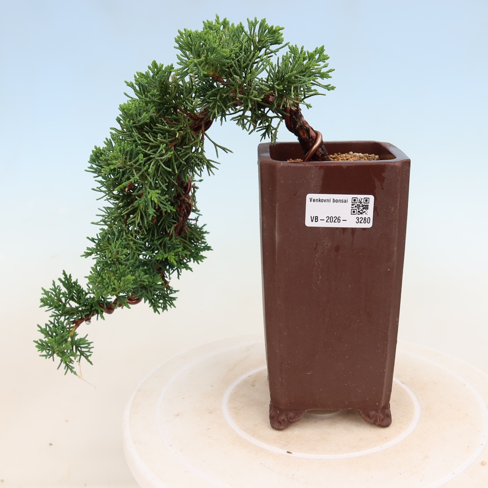 Bonsai voor buiten - Juniperus chinensis Kishu