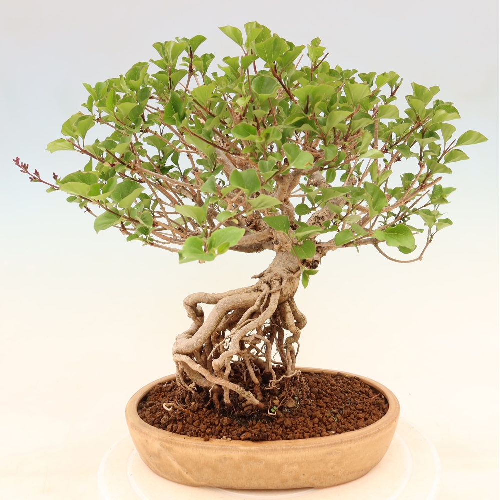 Bonsai voor buiten - Syringa microphylla - kleinbloemige sering