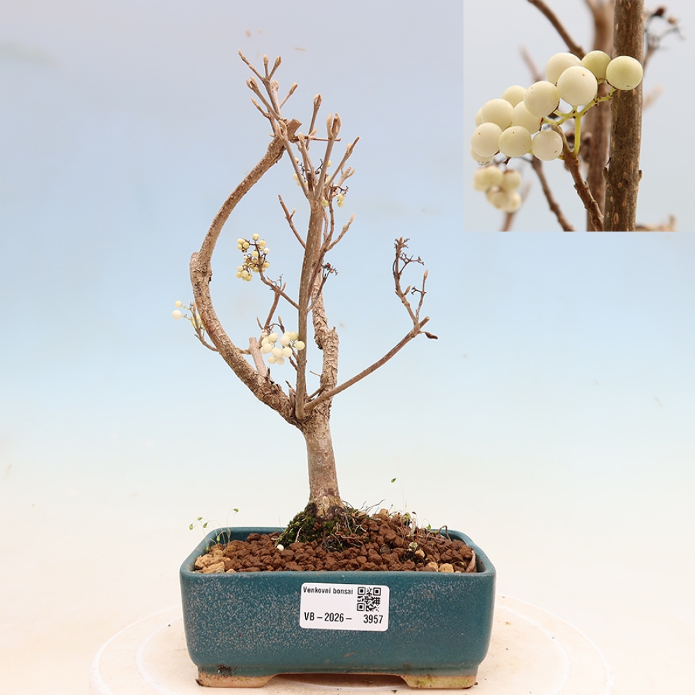 Buitenbonsai -  Callicarpa bodinieri Snowqueen - Sneeuwbessenboom