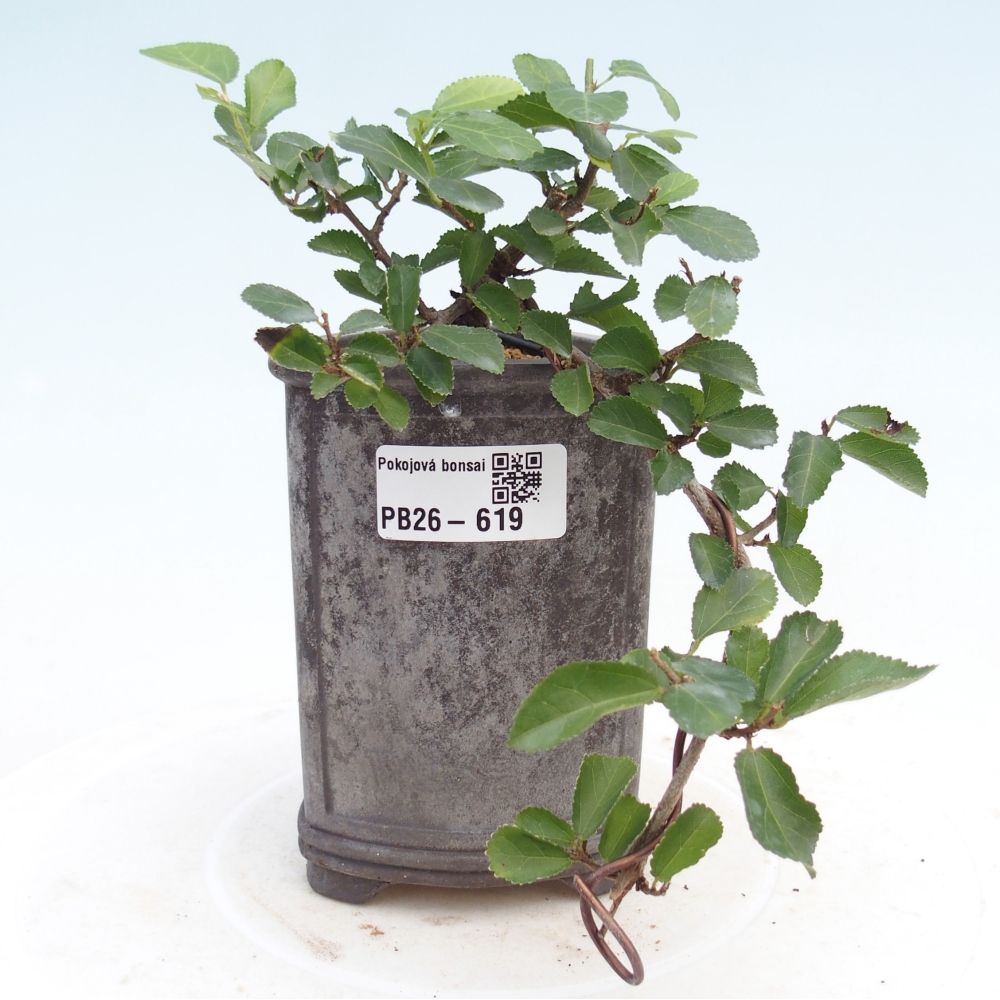 Bonsai - Grewia occidentalis - Lavendel zeester