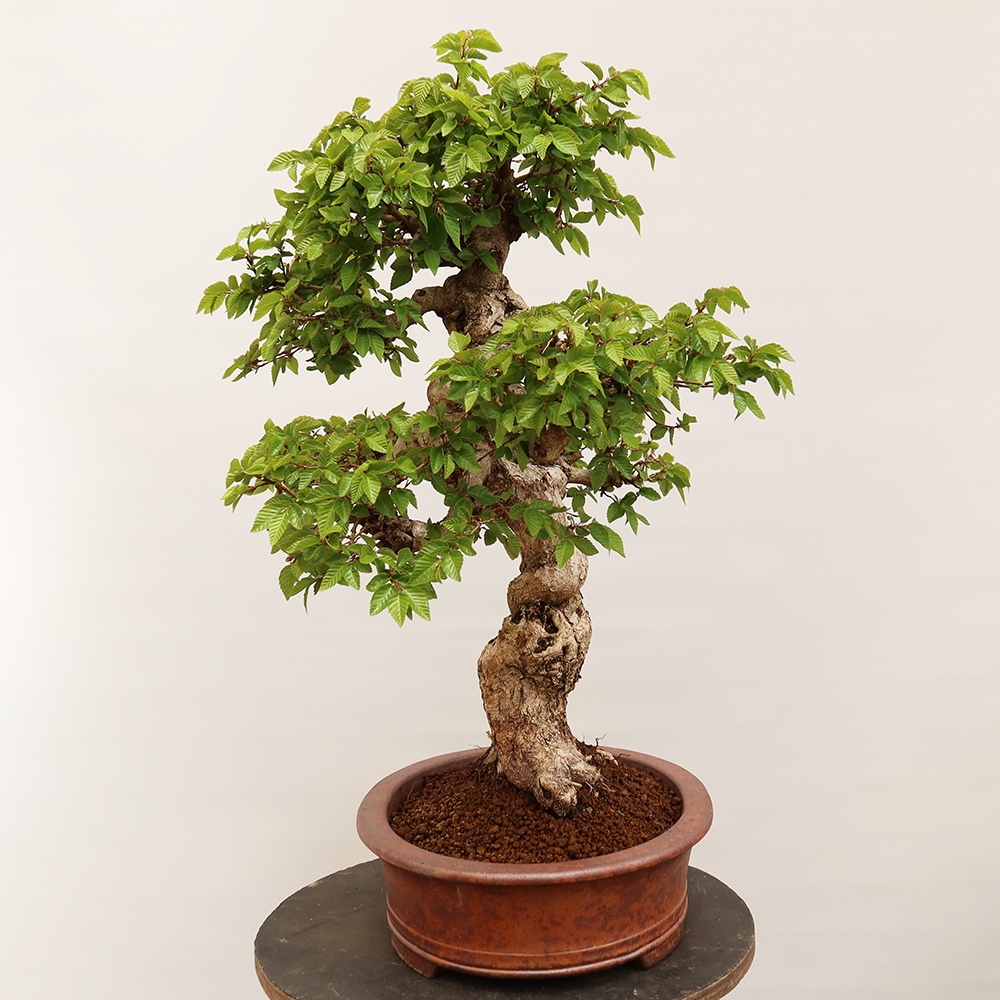 Bonsai voor buiten -Carpinus Coreana - Koreaanse haagbeuk