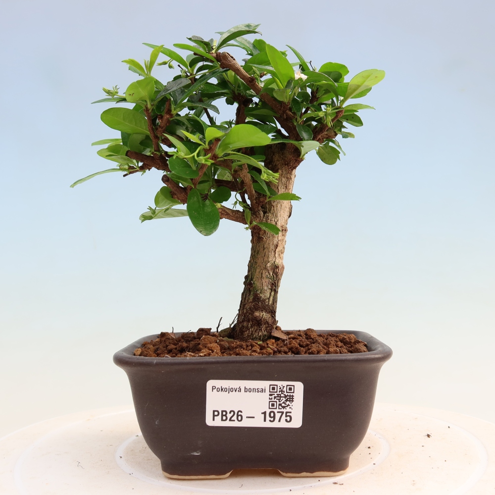Kamerbonsai - Carmona macrophylla - Thee fuki