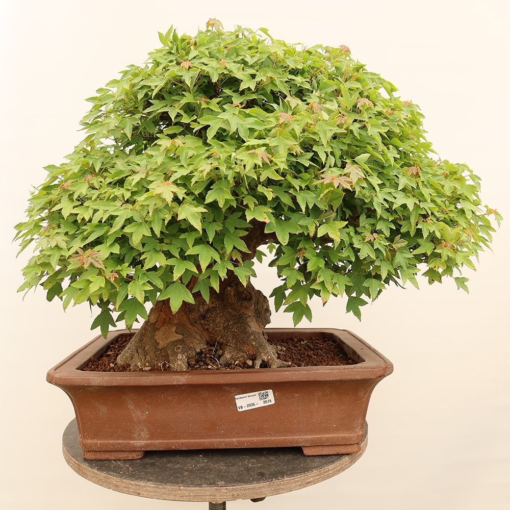 Bonsai voor buiten - Esdoorn Burger - Acer Burgerianum
