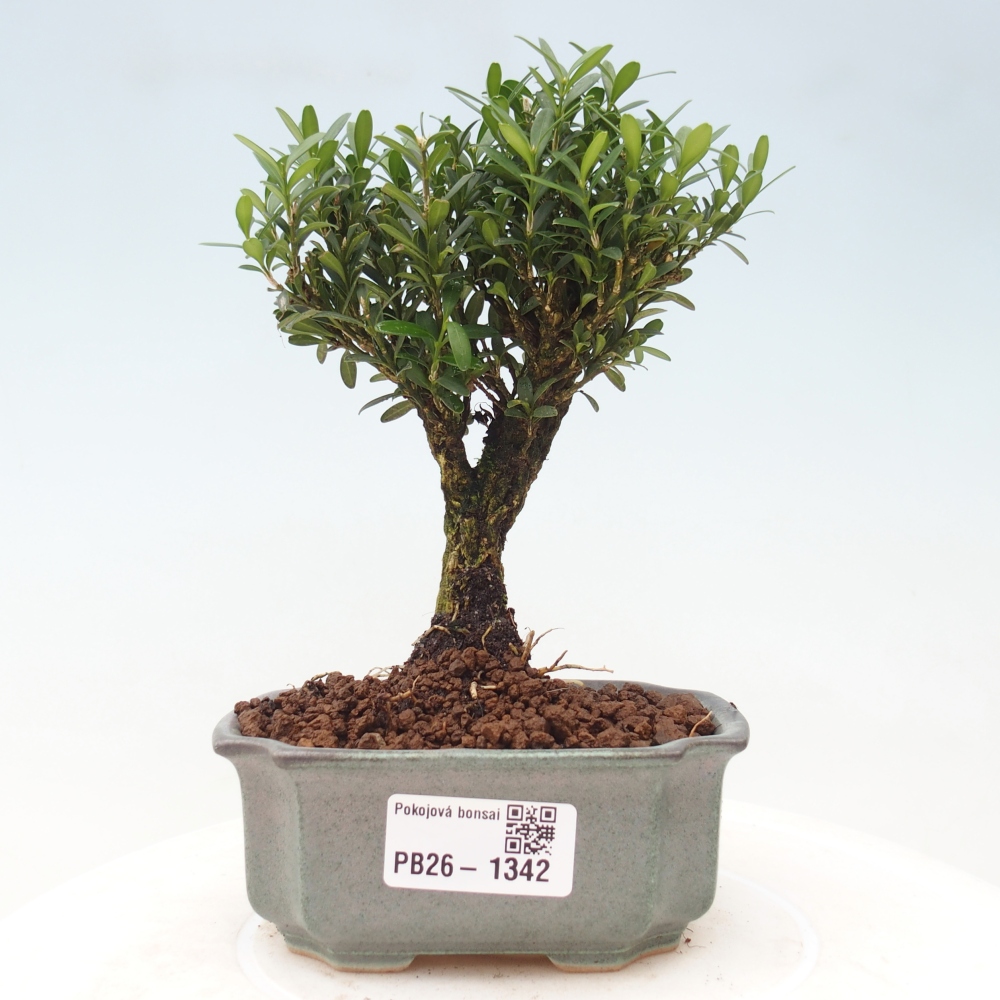 Kamerbonsai - Buxus harlandii - kurk buxus