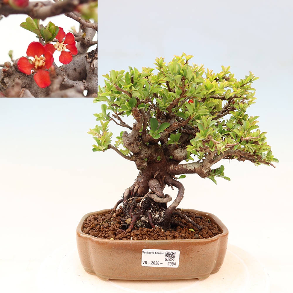 Bonsai voor buiten - Chaneomeles speciosa Chojubai