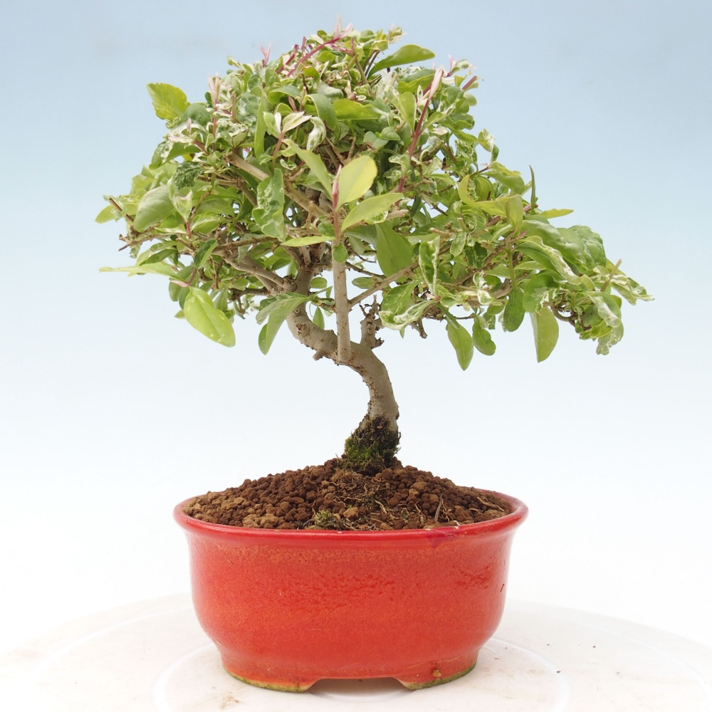 Bonsai voor buiten - Ligustrum obtusifolium