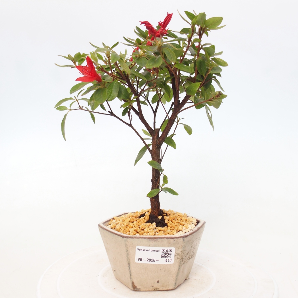 Bonsai voor buiten - Japanse azalea - Azalea sp.
