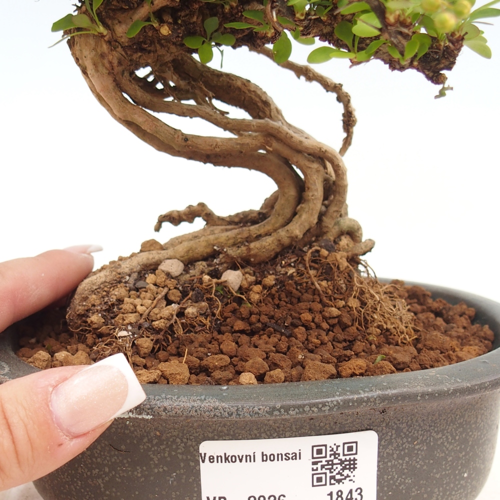 Bonsai voor buiten - Berberis coreana