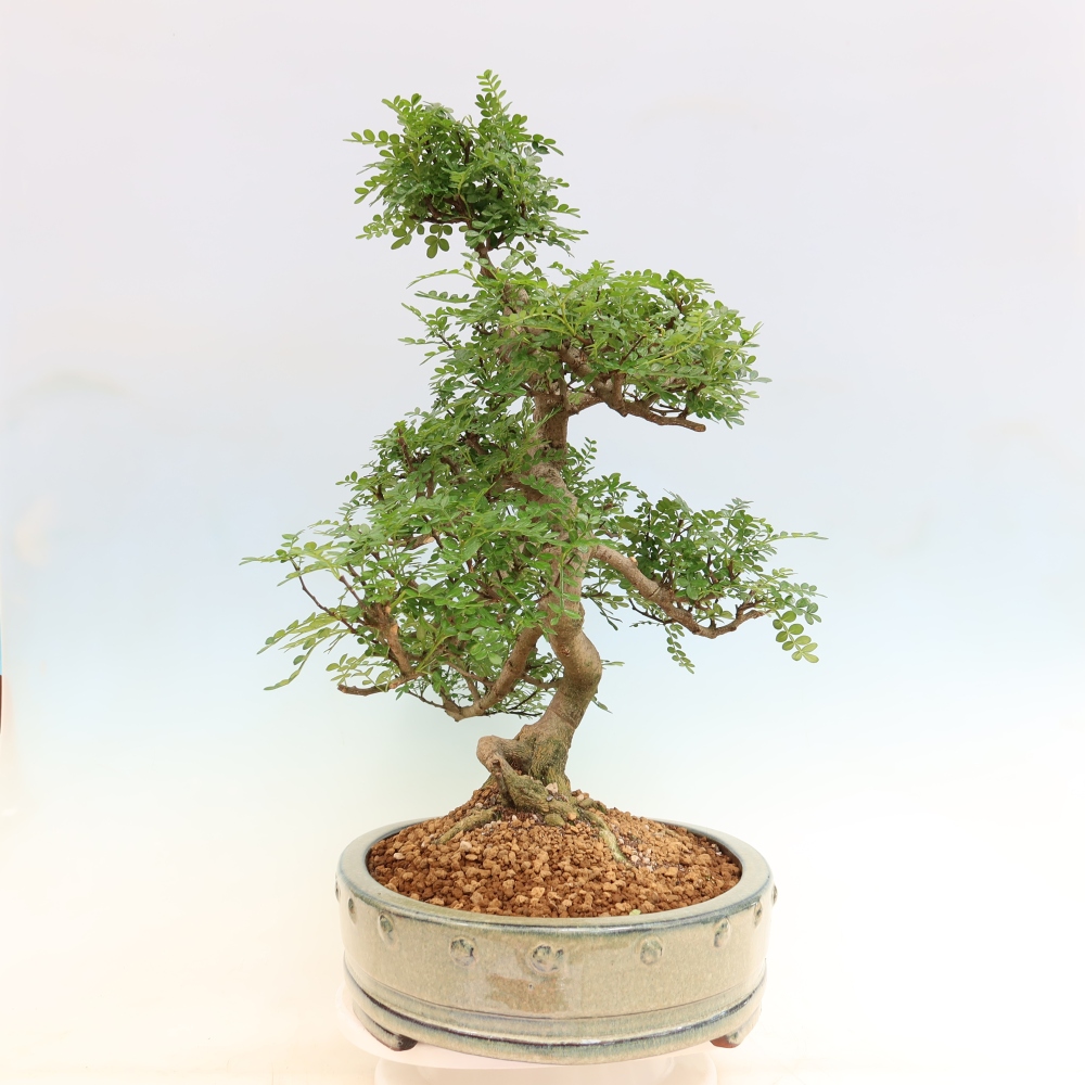 Kamerbonsai - Zantoxylum piperitum - peperboom