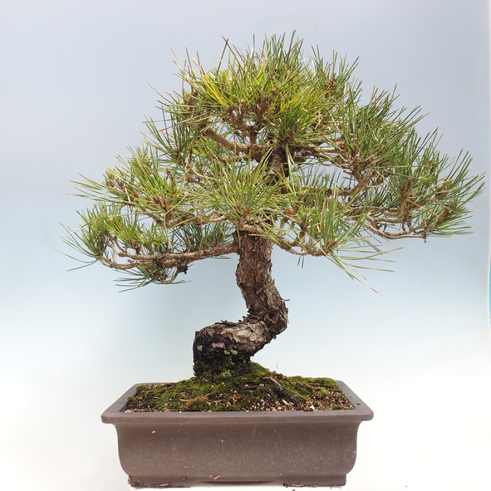 Bonsai voor buiten - Pinus thunbergii - Thunberg den