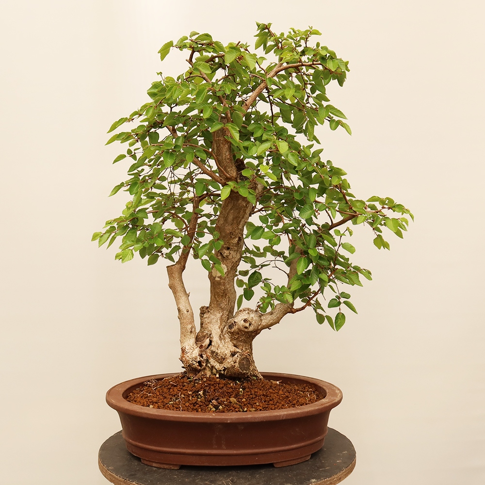 Bonsai voor buiten -Carpinus Coreana - Koreaanse haagbeuk