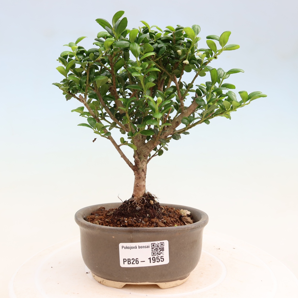 Kamerbonsai - Ilex crenata - Hulst