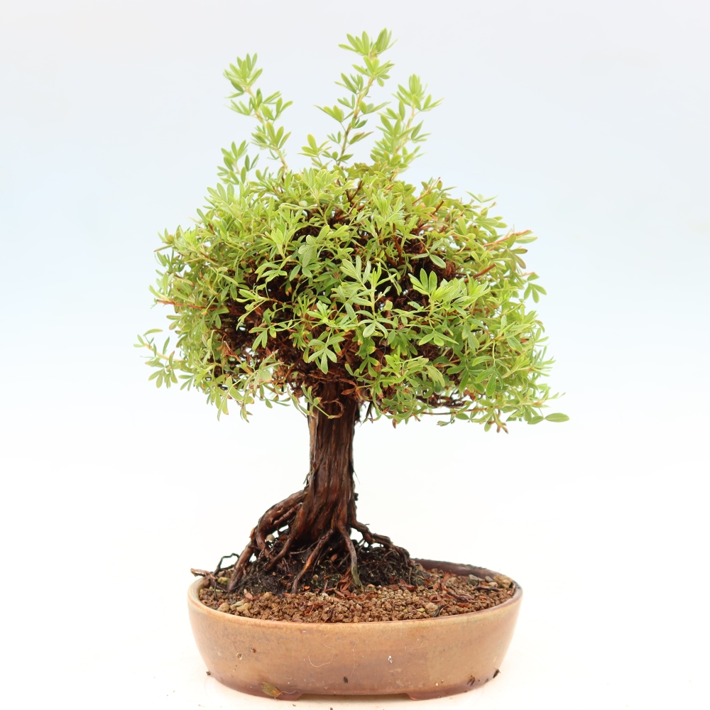 Bonsai voor buiten - Potentila fruticosa
