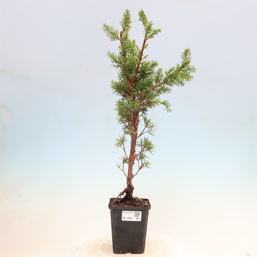 Bonsai voor buiten - Juniperus chinensis Kishu