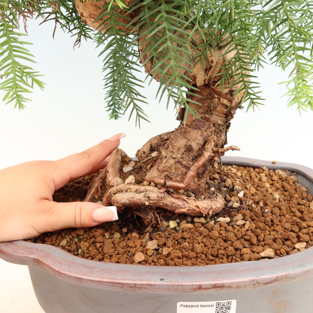 Kamerbonsai - Araucaria - kamer spar
