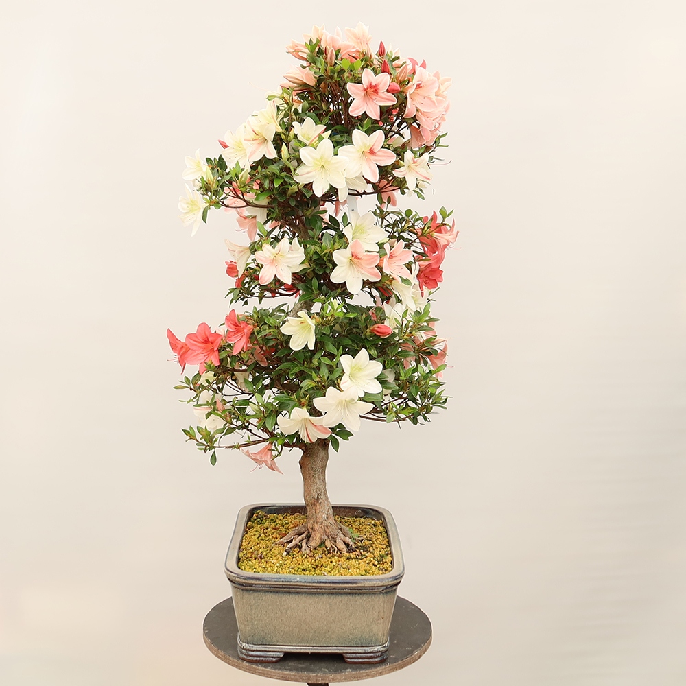 Bonsai voor buiten - Japanse Azalea - Azalea Saishun