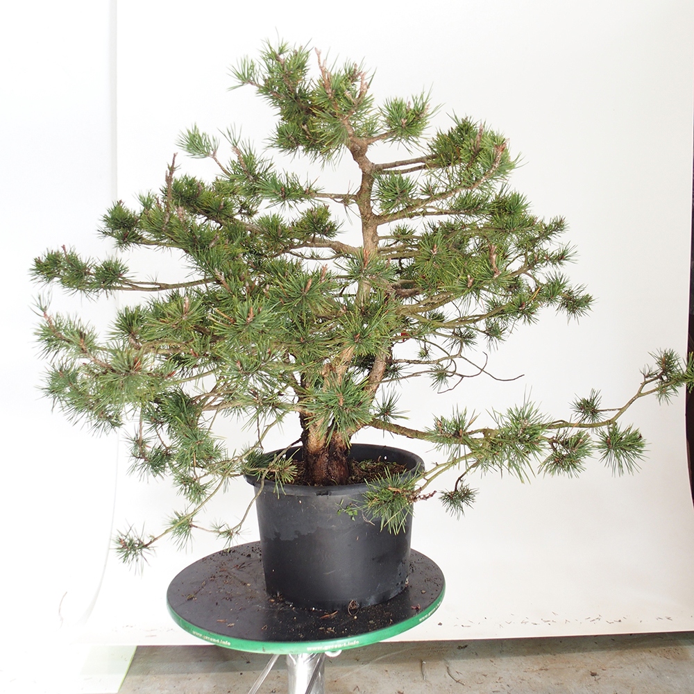 Yamadori - Pinus sylvestris Spanje