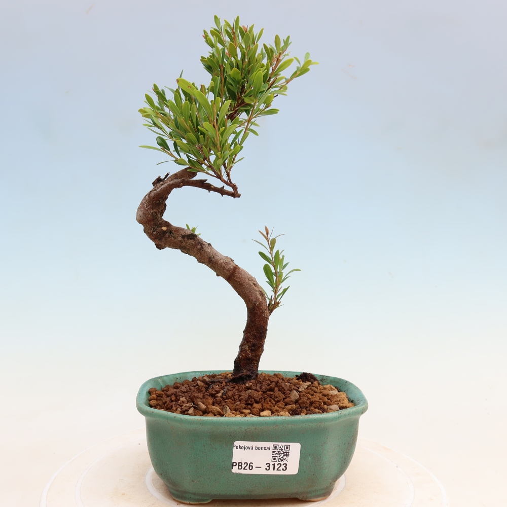 Kamerbonsai - Syzygium - Pimento