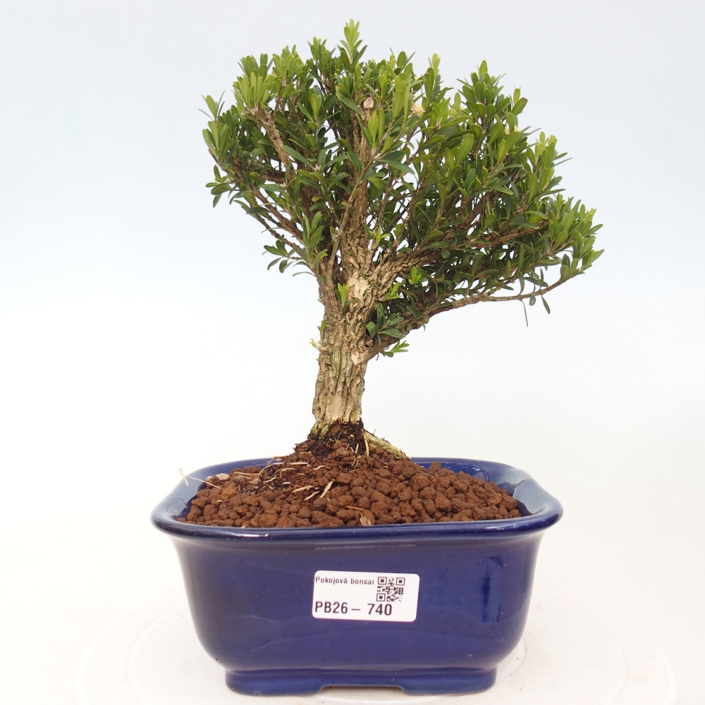 Kamerbonsai - Buxus harlandii - kurk buxus