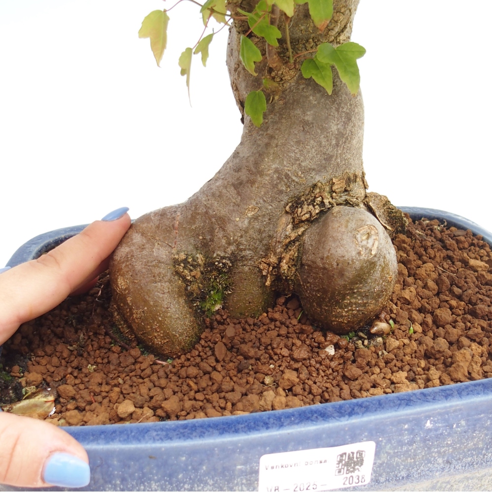Bonsai voor buiten - Acer Buergerianum - Burgeresdoorn