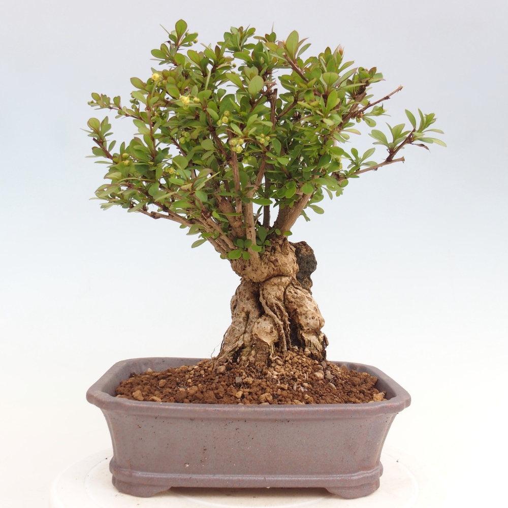Bonsai voor buiten - Berberis coreana
