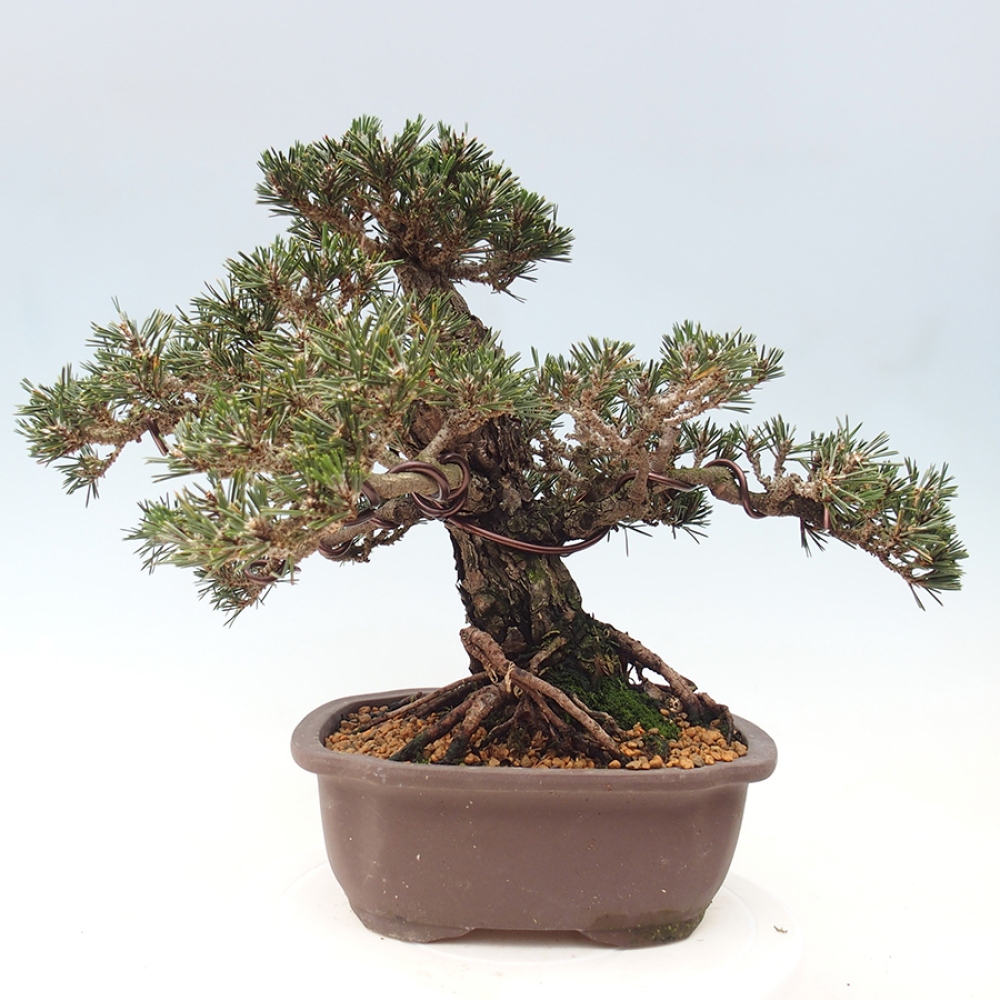 Bonsai voor buiten - Pinus thunbergii Kotobuki - Thunberg den