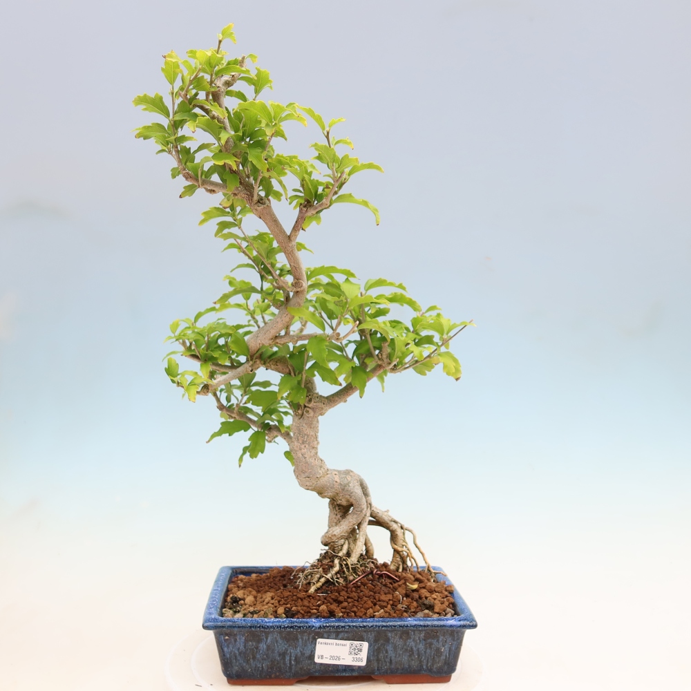 Bonsai voor buiten - Hibiscus syriacus - Syrische hibiscus