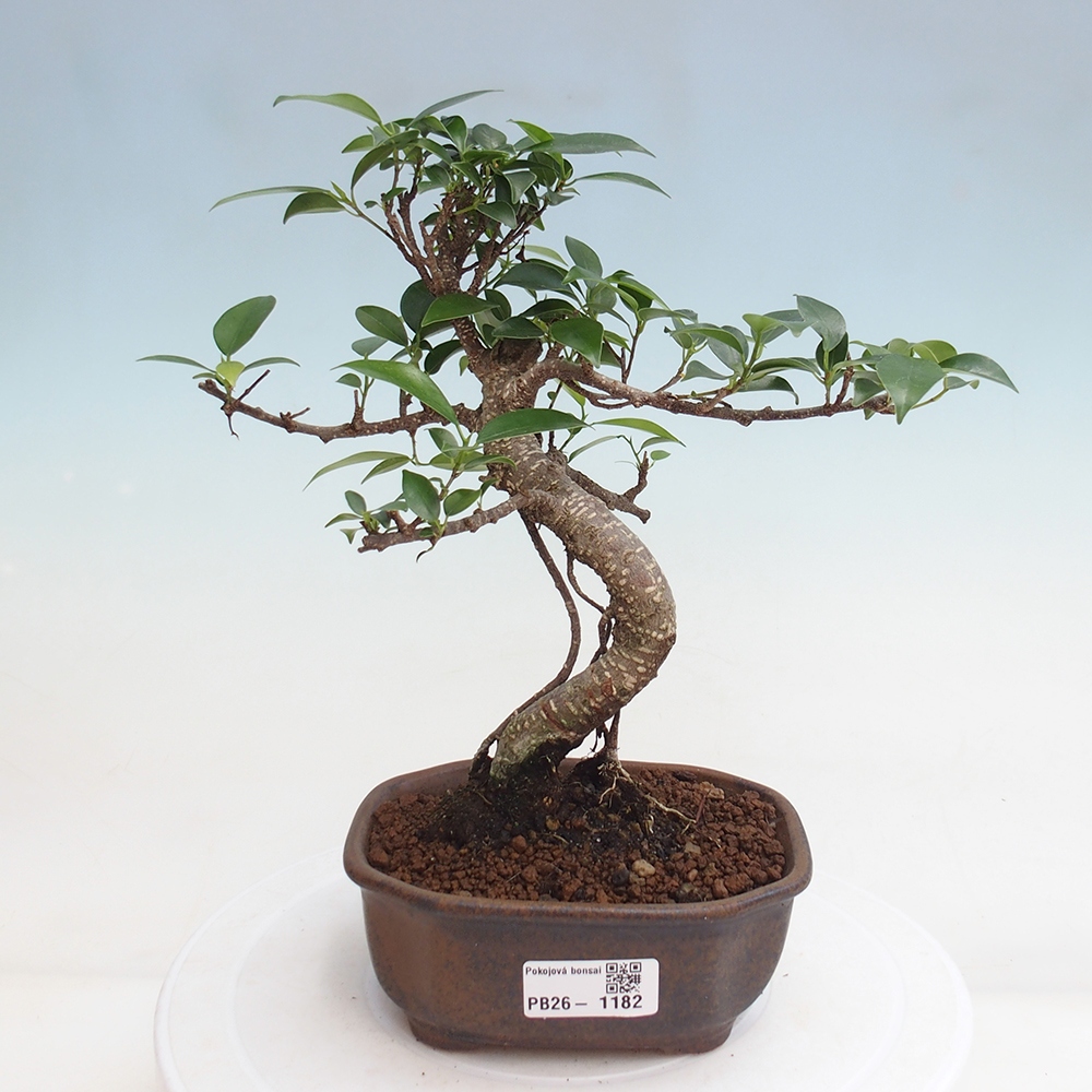 Kamerbonsai - Ficus retusa - kleinbladige ficus