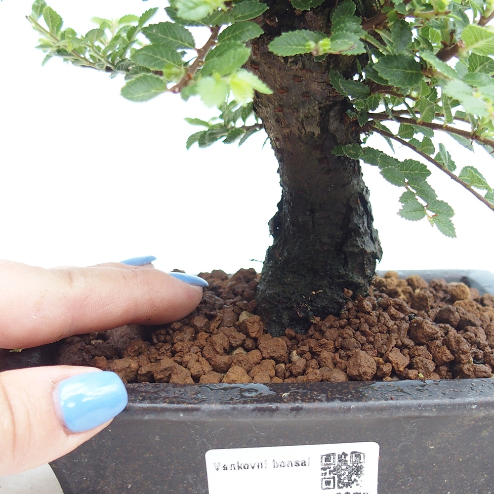 Bonsai voor buiten - Ulmus parvifolia Hokkaido - Chinese iep