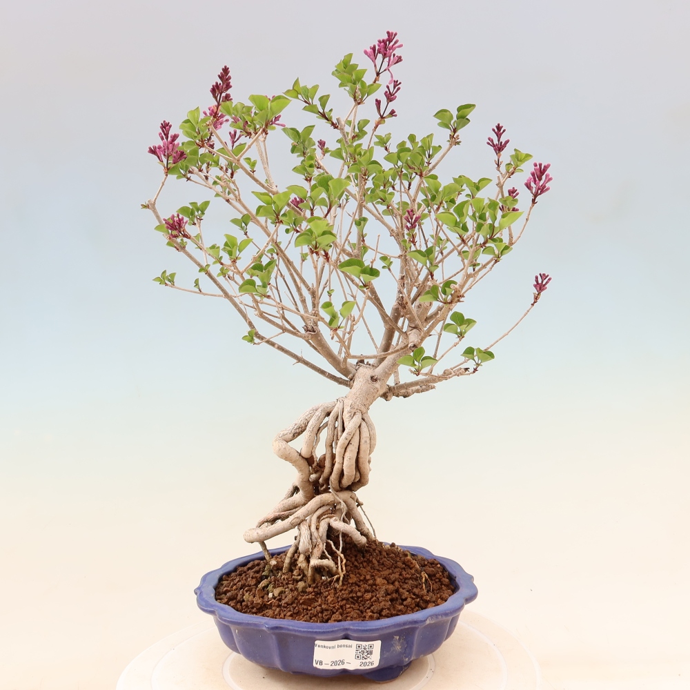 Bonsai voor buiten - Syringa microphylla - kleinbloemige sering