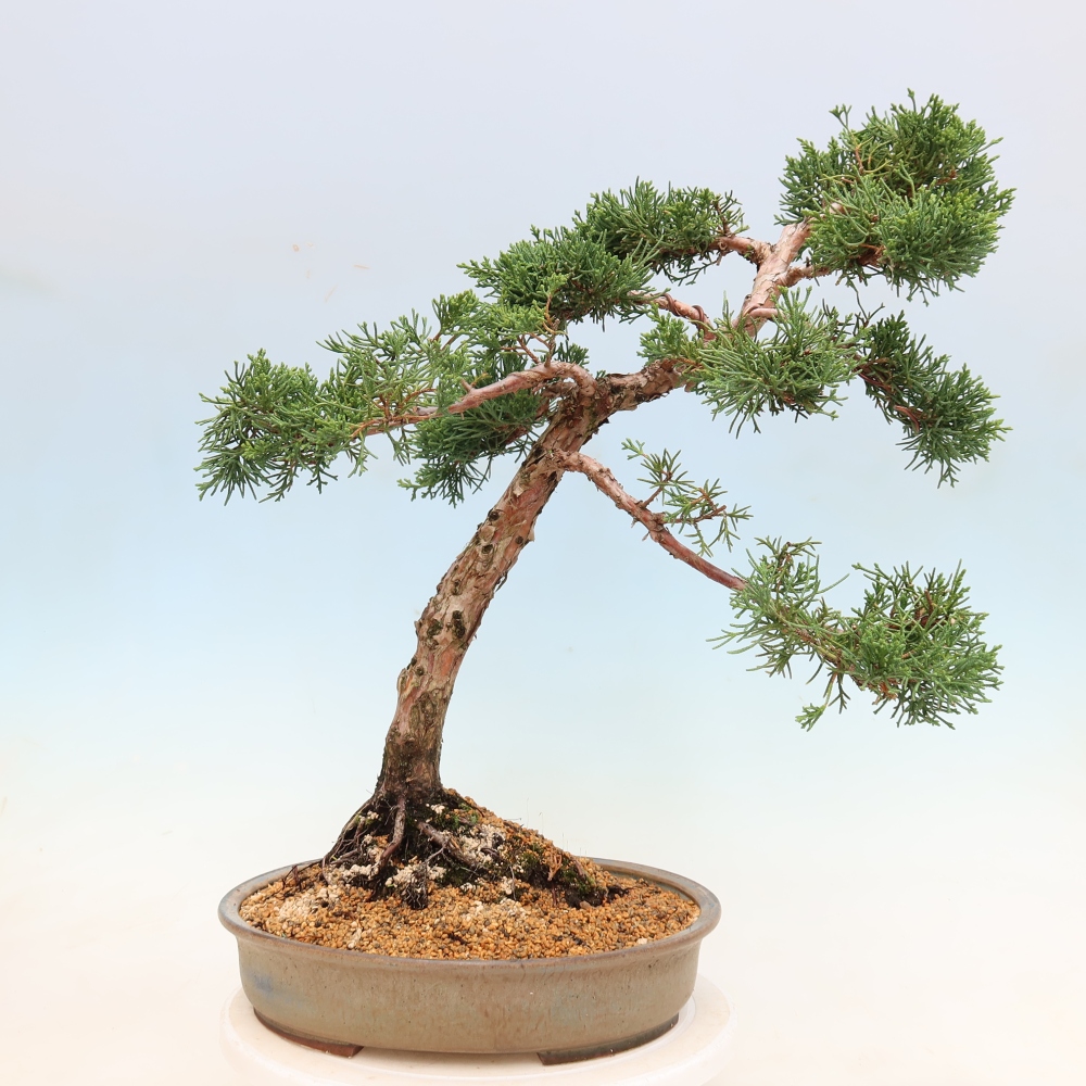 Bonsai voor buiten - Juniperus chinensis Kishu