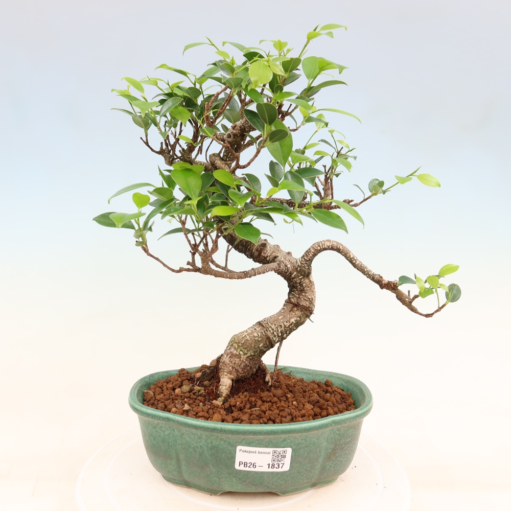 Kamerbonsai - Ficus retusa - kleinbladige ficus