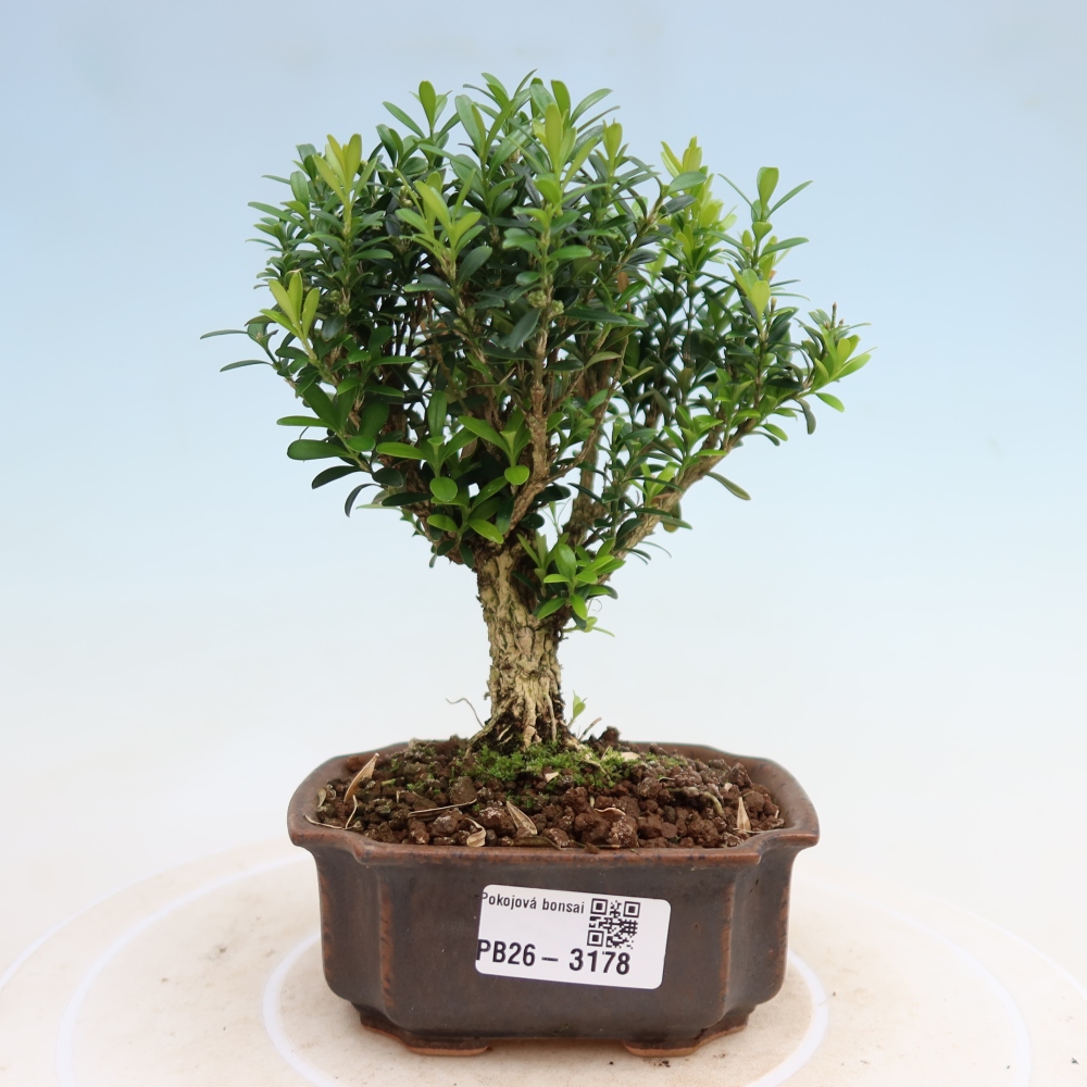 Kamerbonsai - Buxus harlandii - kurk buxus
