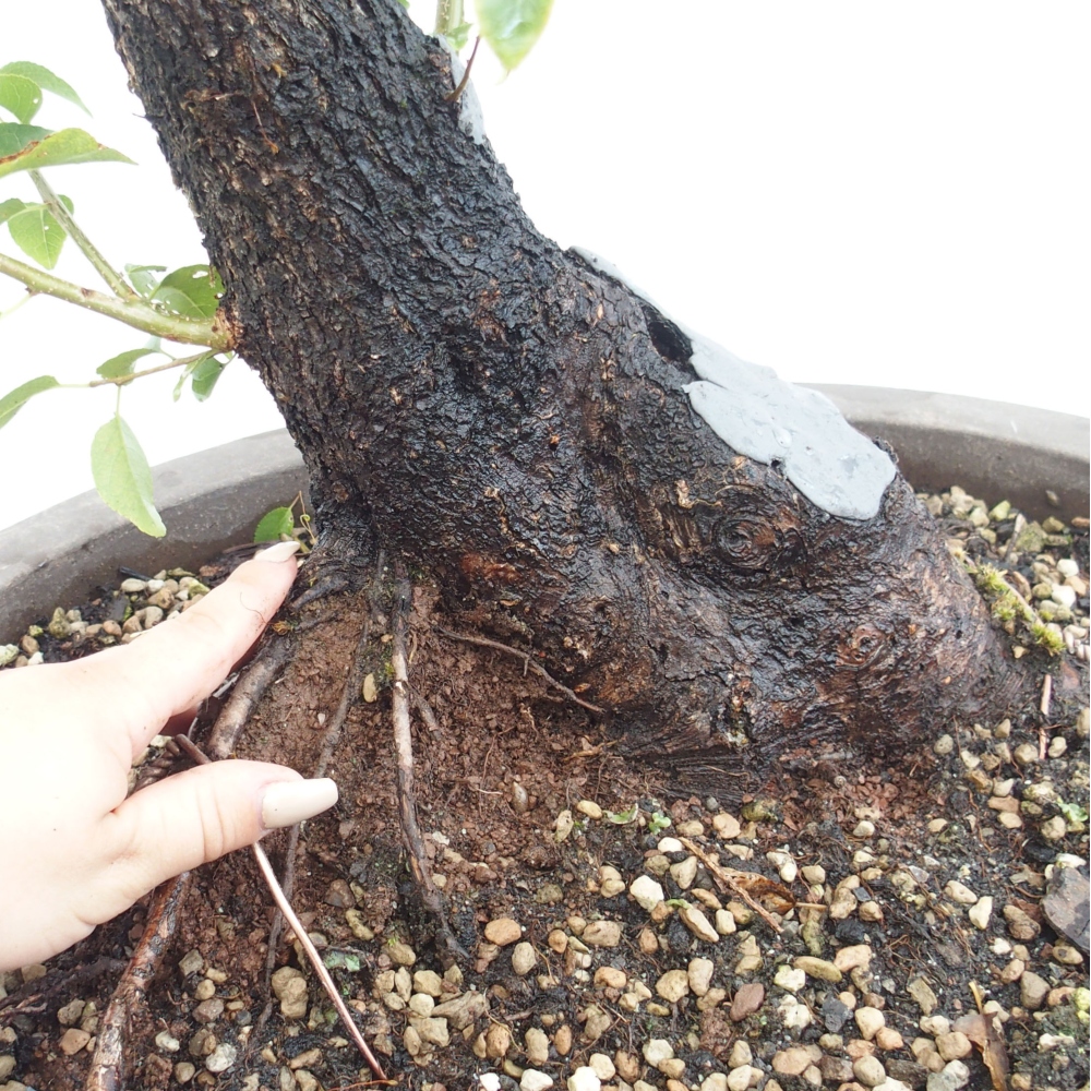 Bonsai voor buiten - Mahalebka - Prunus mahaleb