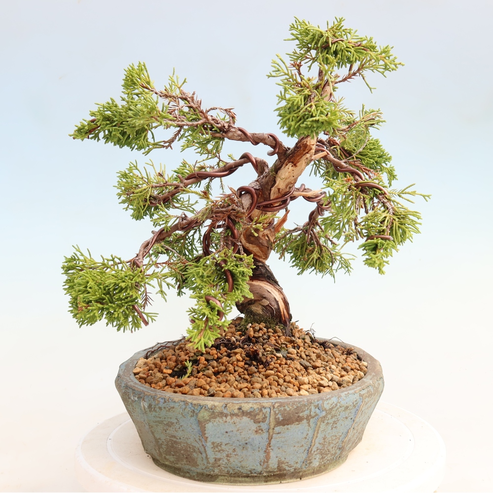 Bonsai voor buiten - Juniperus chinensis Itoigawa-Juniperus chinensis