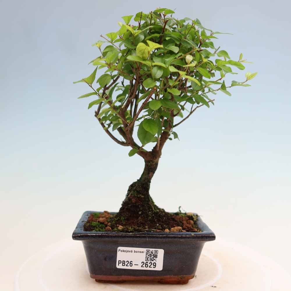 Kamerbonsai - Sageretia thea - Sageretia thea