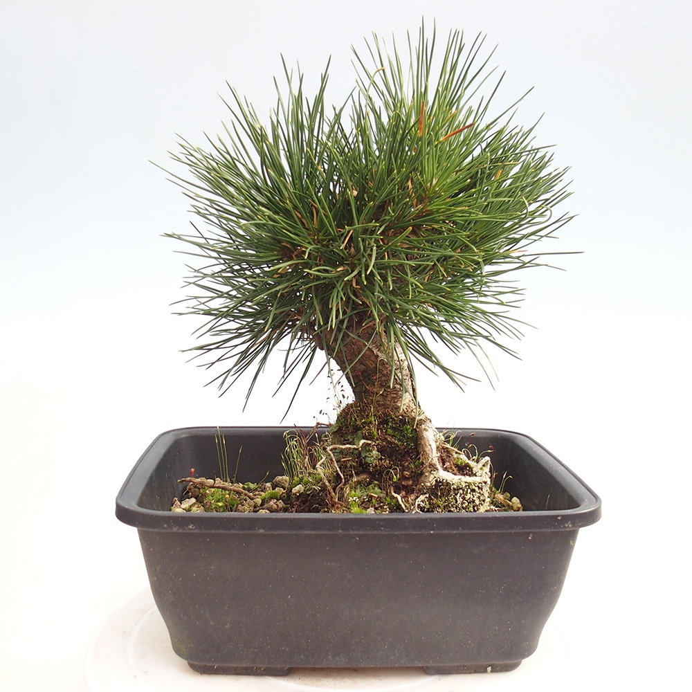 Bonsai voor buiten - Pinus thunbergii - Thunberg den
