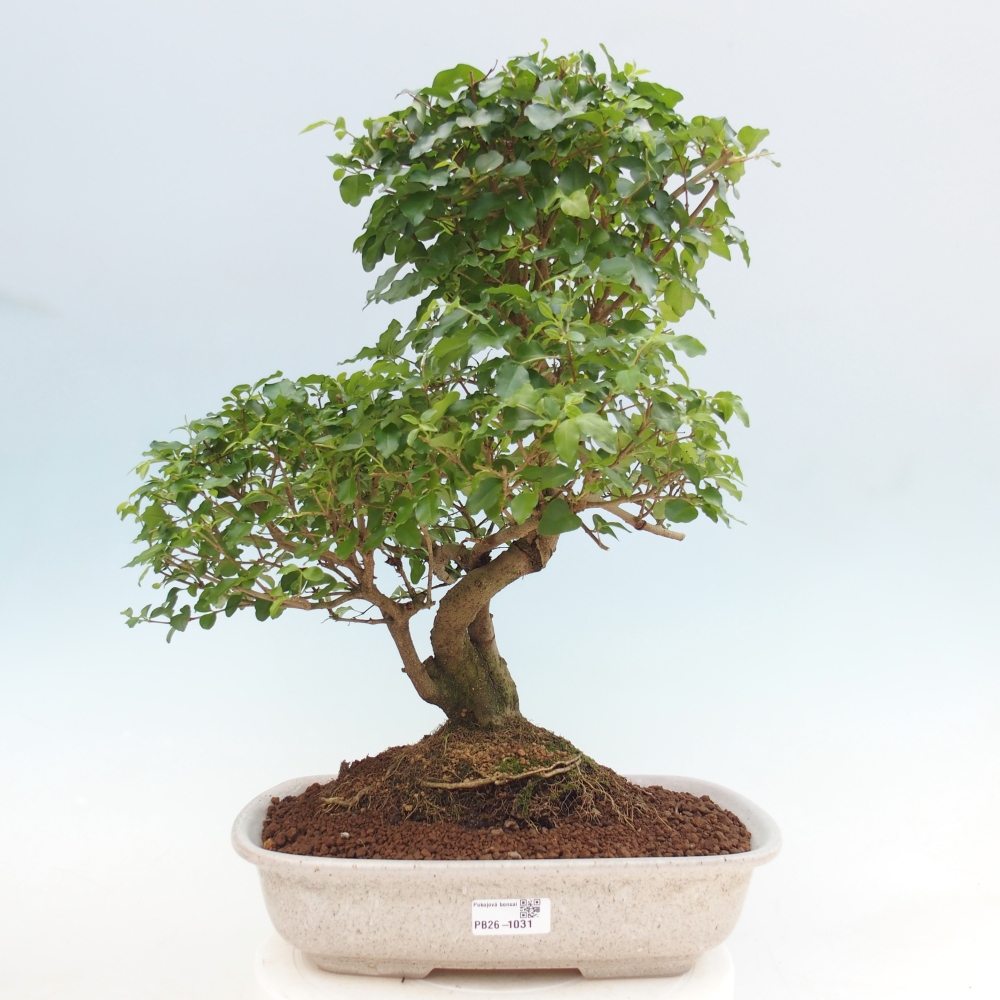 Kamerbonsai -Ligustrum chinensis - Vogelsnavel