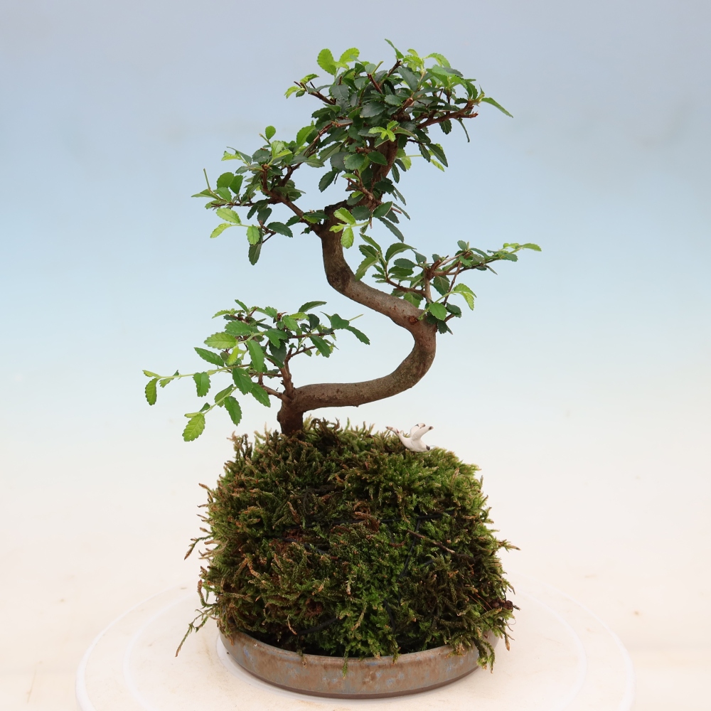 Kokedama met schaal – Ulmus parvifolia – kleinbladige iep