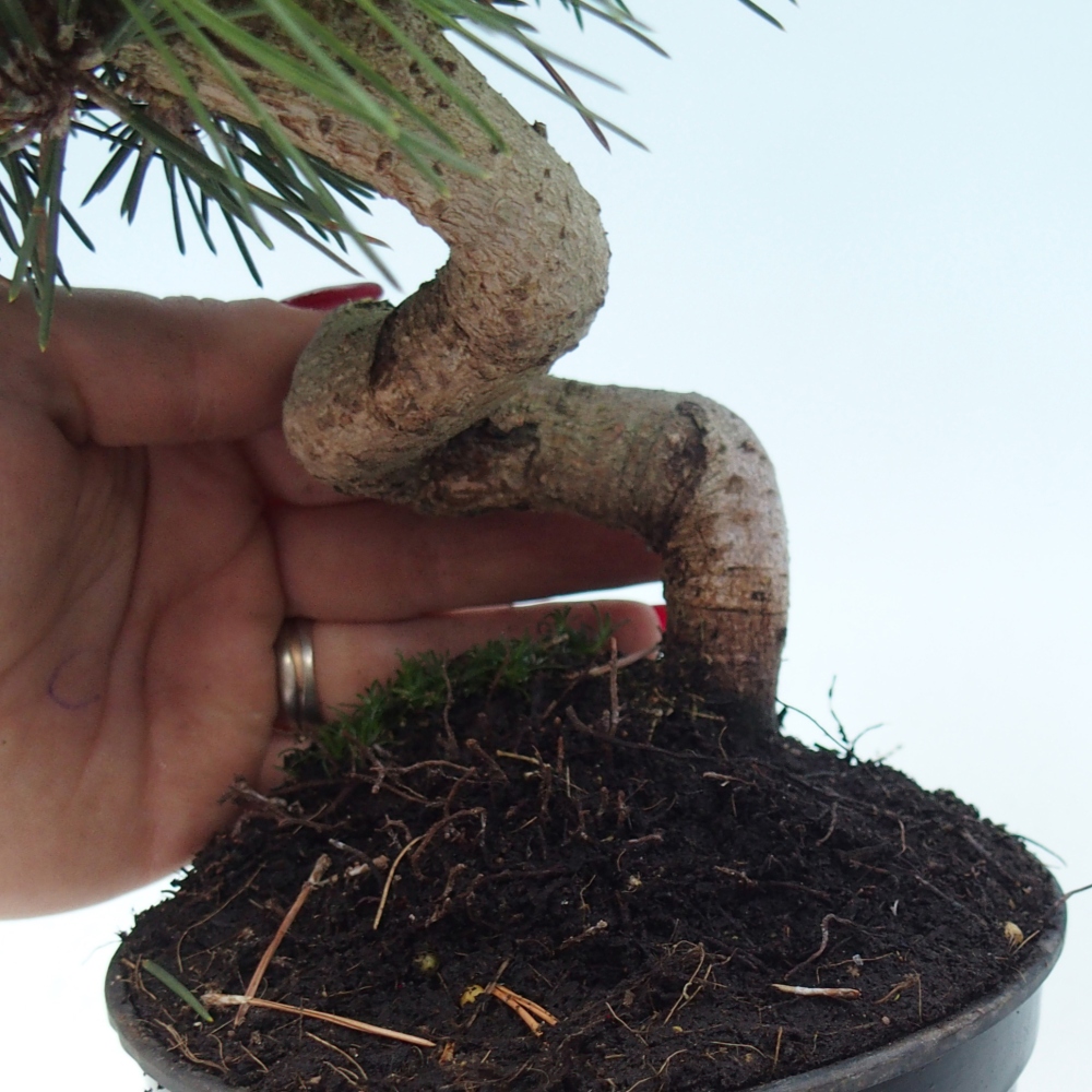 Bonsai voor buiten - Pinus thunbergii senjyumaru - Thunberg den