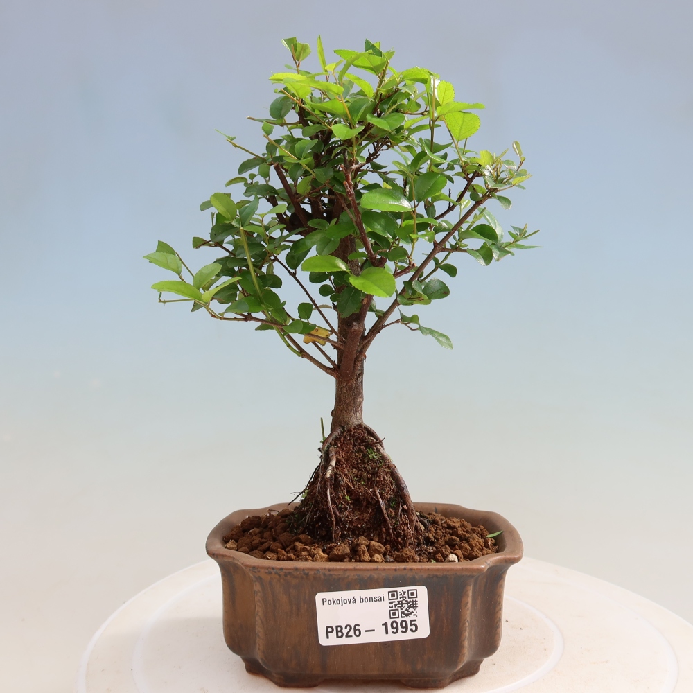 Kamerbonsai - Sageretia thea - Sageretia thea