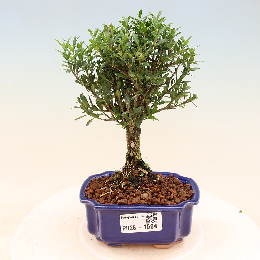 Kamerbonsai - Buxus harlandii - kurk buxus