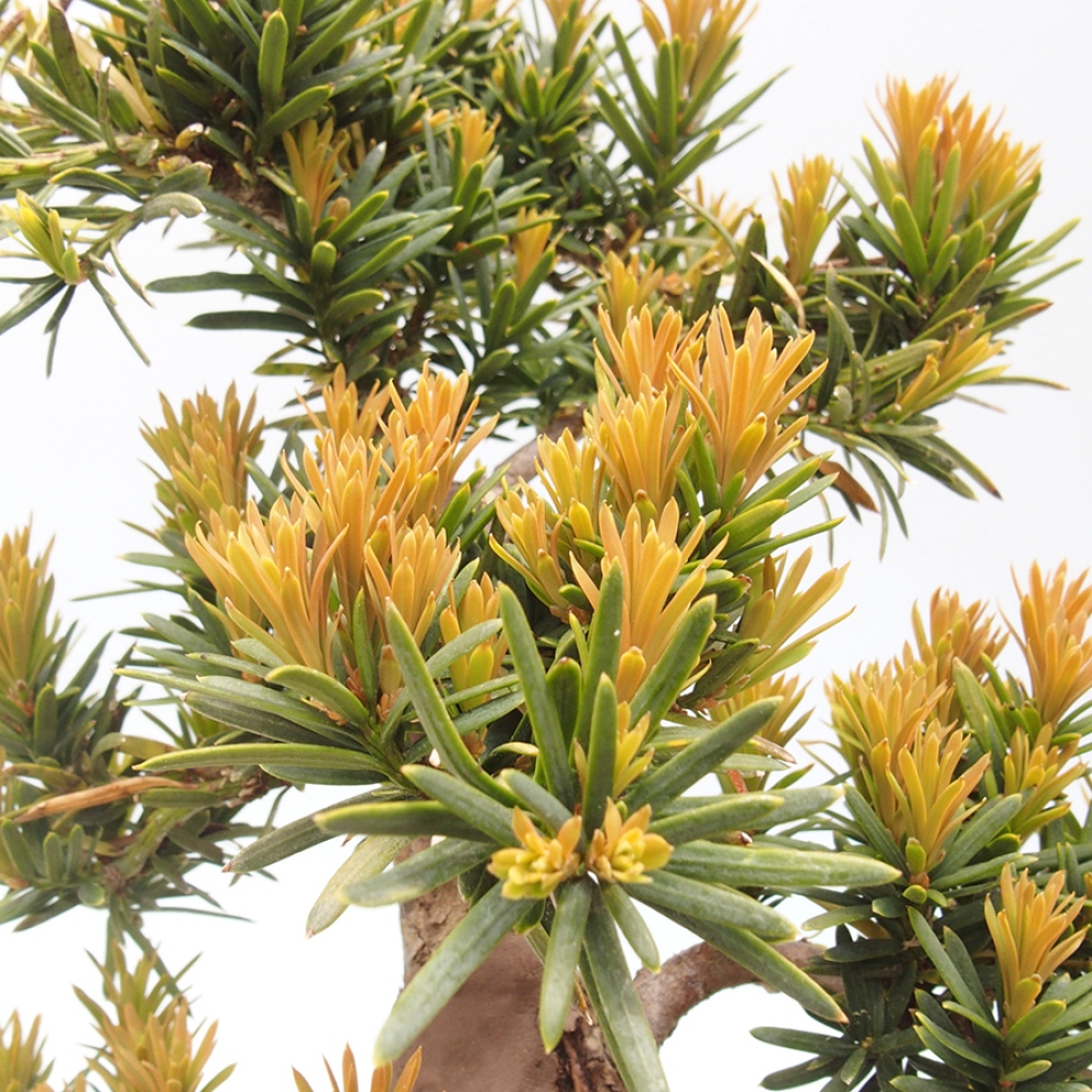 Bonsai voor buiten - Taxus cuspidata - Japanse Taxus