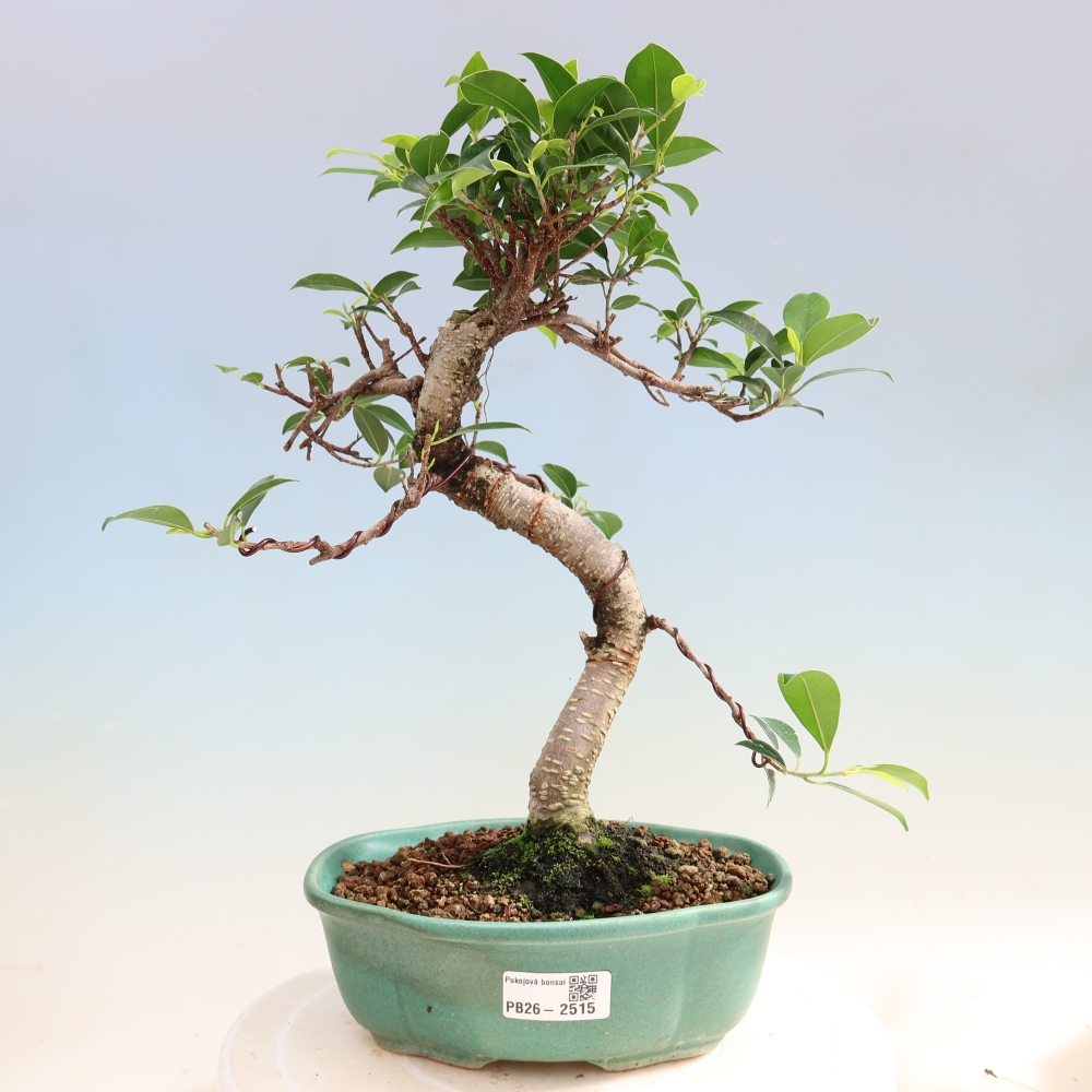 Kamerbonsai - Ficus retusa - kleinbladige ficus
