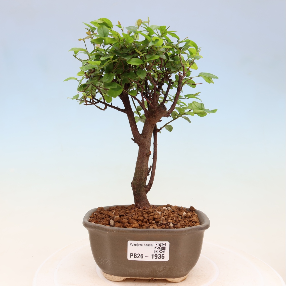 Kamerbonsai - Sageretia thea - Sageretia thea